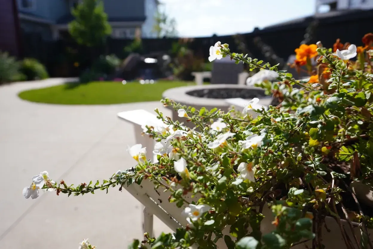 White flowers in bloom on a white chair arm, overlooking a backyard patio with a fire pit and green lawn.