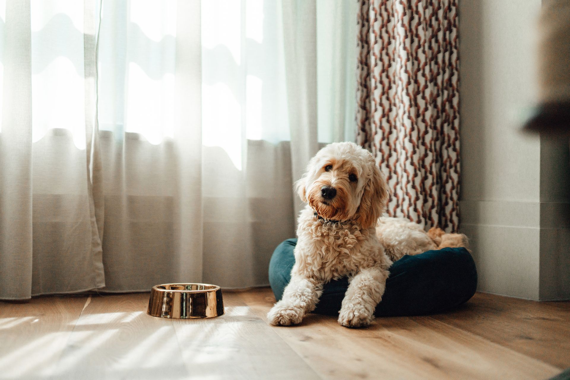 A small dog is sitting on a dog bed next to a bowl of food.