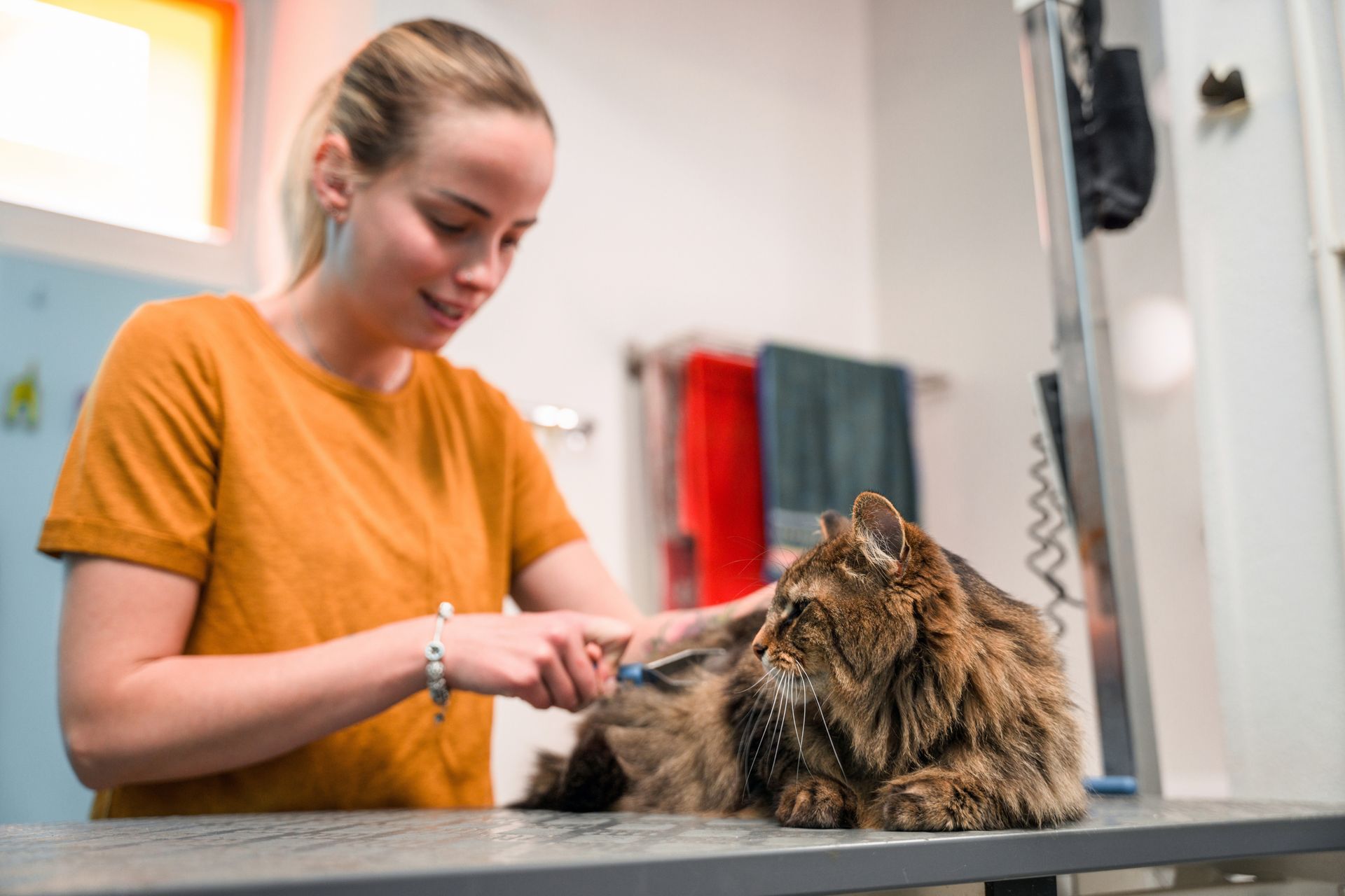 A woman is grooming a cat on a table.
