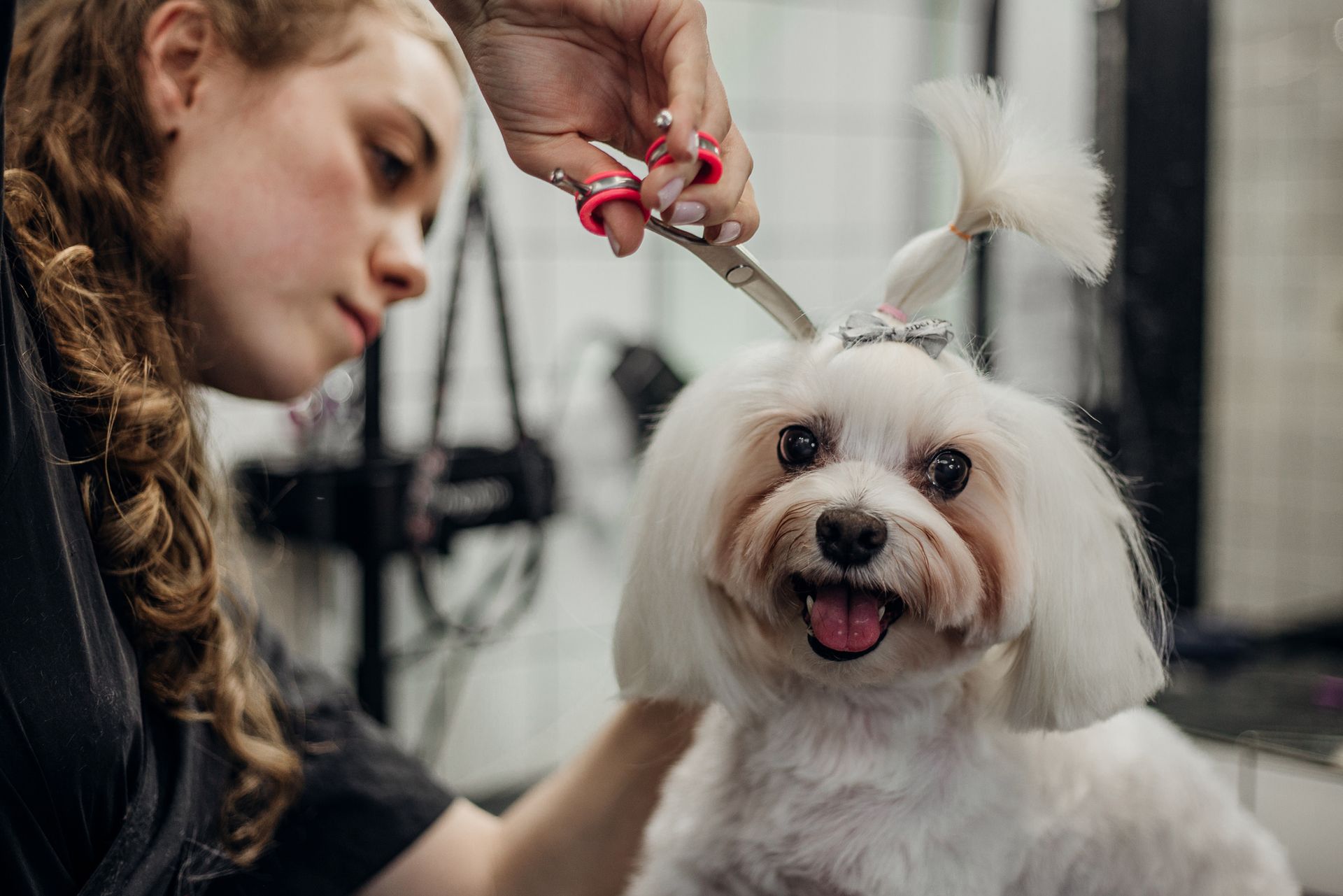 A woman is cutting a small white dog 's hair with scissors.
