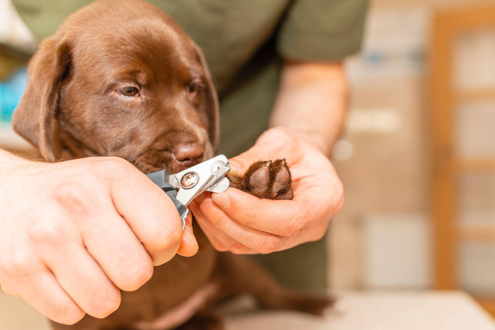 A person is cutting a dog 's nails with a pair of scissors.