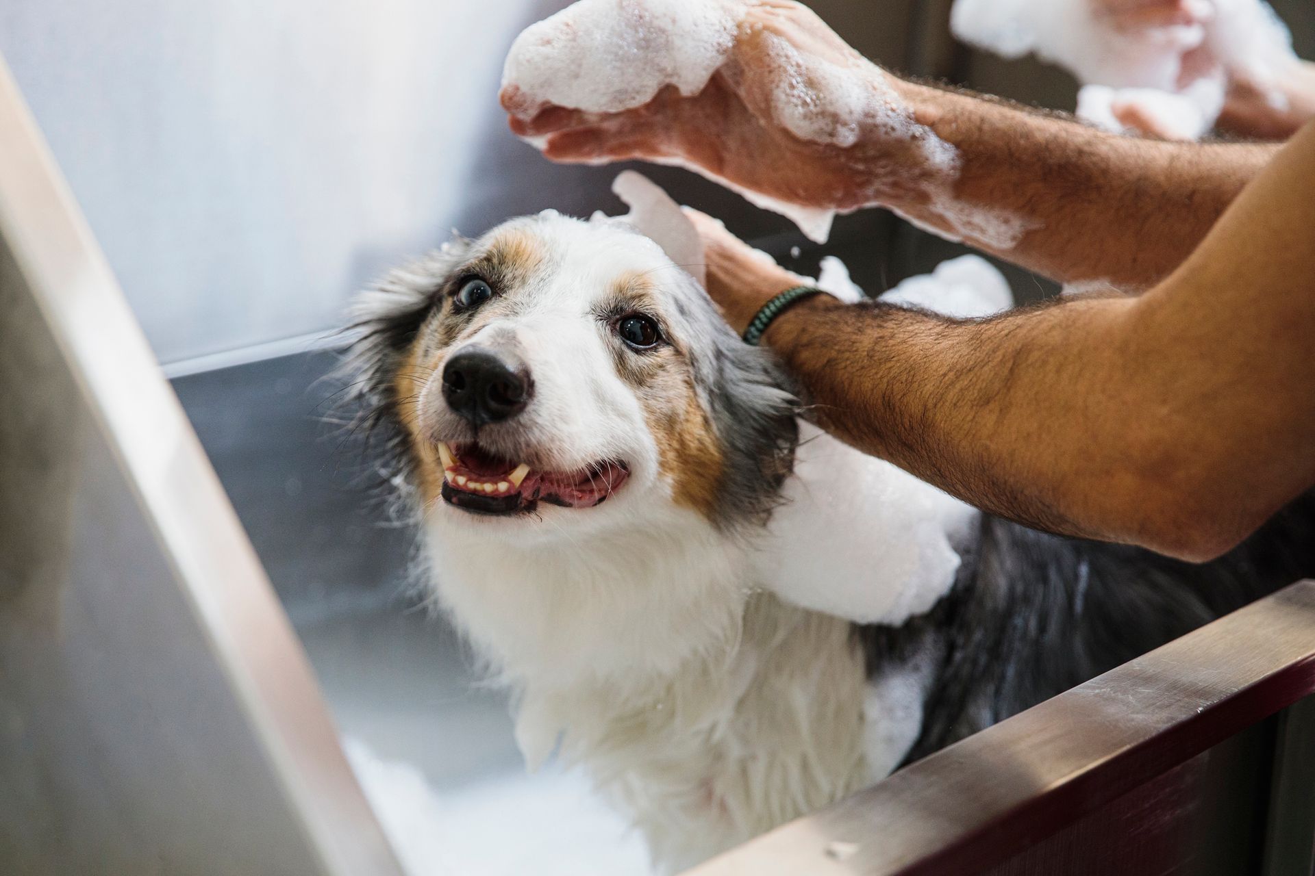 A man is washing a dog in a bathtub.
