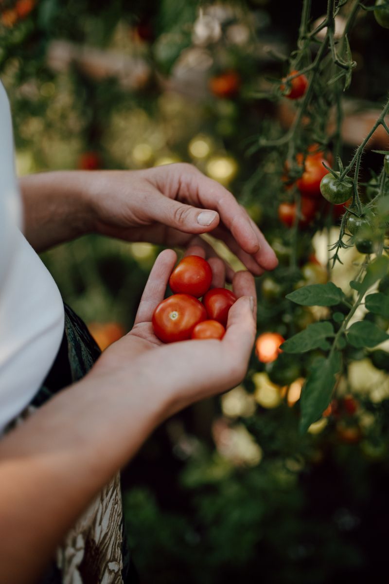 Zelfoogsttuin fotografie in de Struintuin