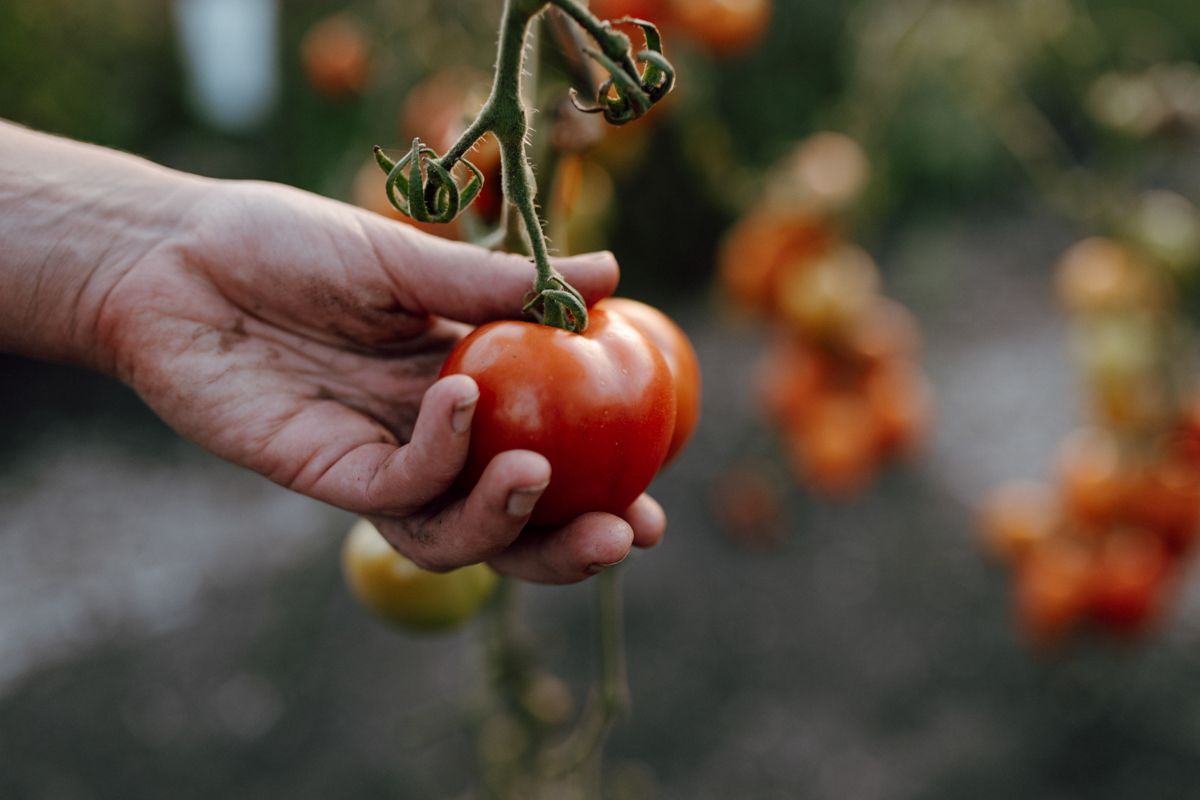 Zelfoogsttuin fotografie in de Struintuin