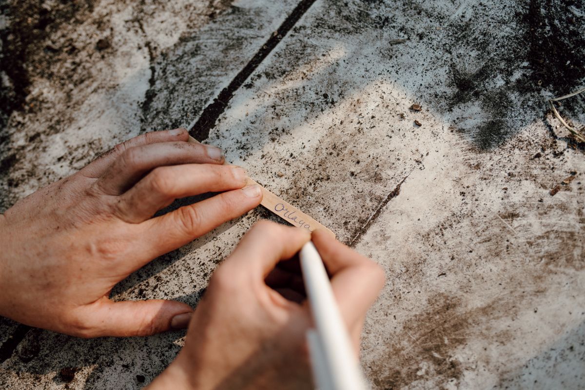 Zelfoogsttuin fotografie in de Struintuin