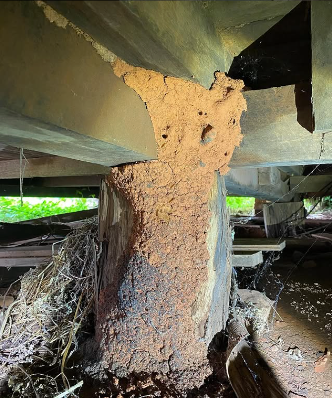 A Person is Holding a Flir Thermal Camera in Their Hand — Country to Coast Pest Control In Sawtell, NSW