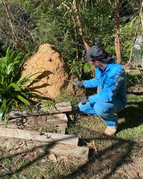 A Man in a Blue Jacket is Kneeling Down in Front of a Termite Mound — Country to Coast Pest Control In Bellingen, NSW