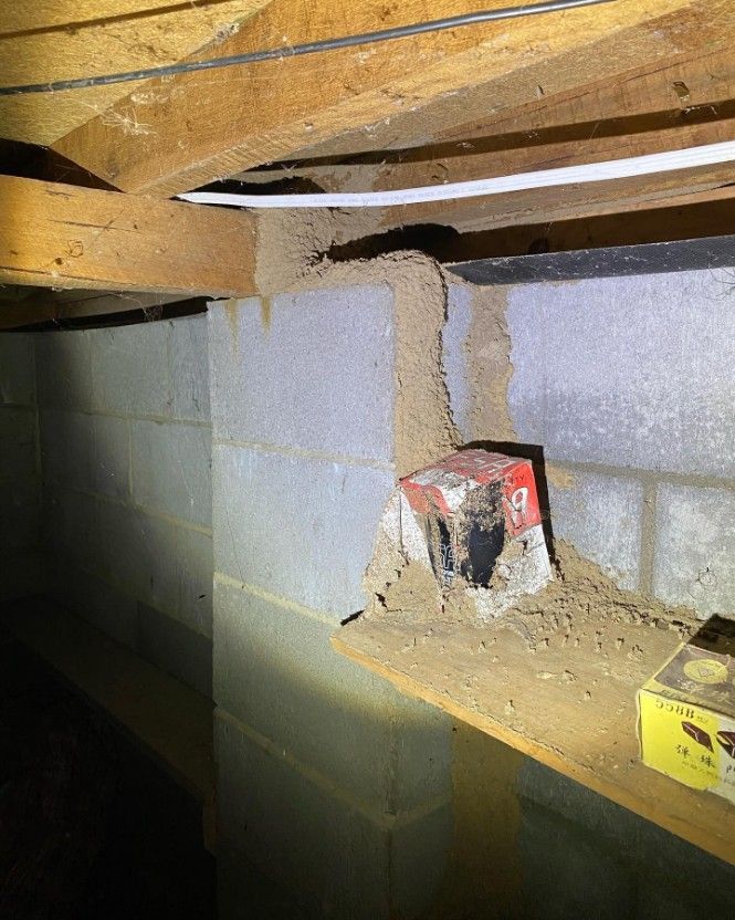 Termites Are Crawling on a Brick Wall in a Basement — Country to Coast Pest Control In Macksville, NSW