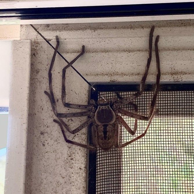 A Large Spider is Sitting on a Window Screen — Country to Coast Pest Control In Macksville, NSW