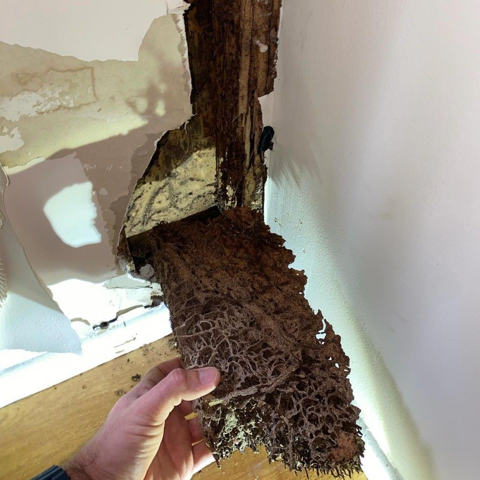 A Person is Holding a Piece of Wood in Their Hand — Country to Coast Pest Control In Nambucca, NSW
