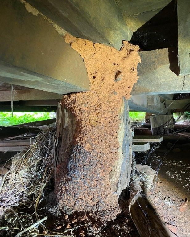 A Termite Nest is Growing on a Wooden Post Under a Bridge — Country to Coast Pest Control In Nambucca, NSW