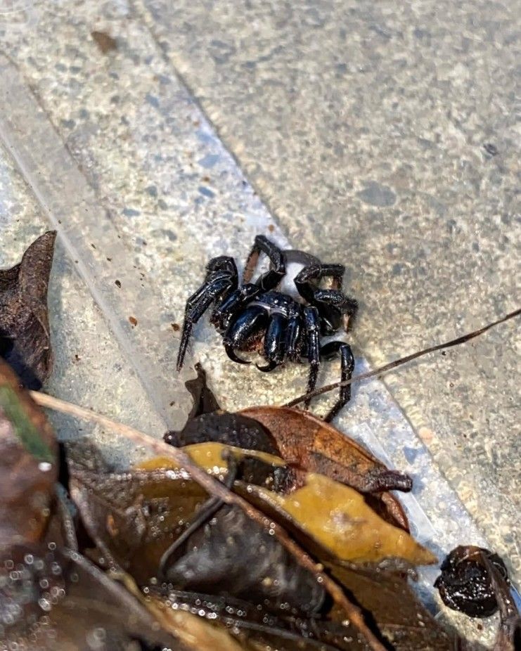 A Black Spider is Sitting on Top of a Pile of Leaves — Country to Coast Pest Control In Sawtell, NSW