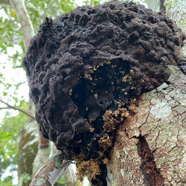 A Tree With a Lot of Termites on It — Country to Coast Pest Control In Sawtell, NSW