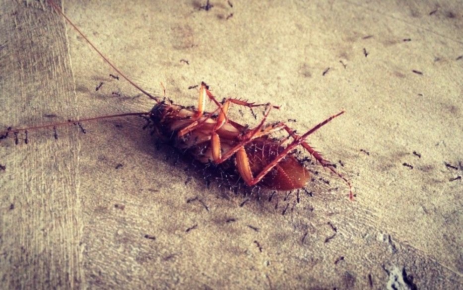 A Cockroach is Laying on the Ground Surrounded by Ants — Country to Coast Pest Control In Sawtell, NSW
