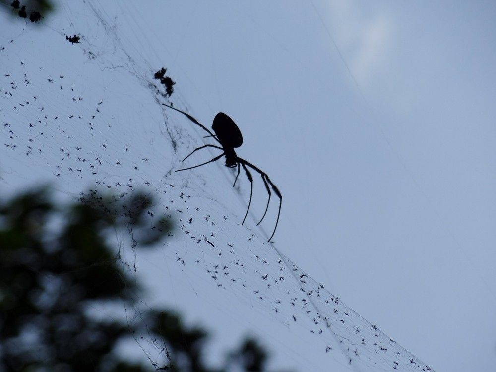 A Spider is Sitting on a Web Against a Blue Sky — Country to Coast Pest Control In Sawtell, NSW