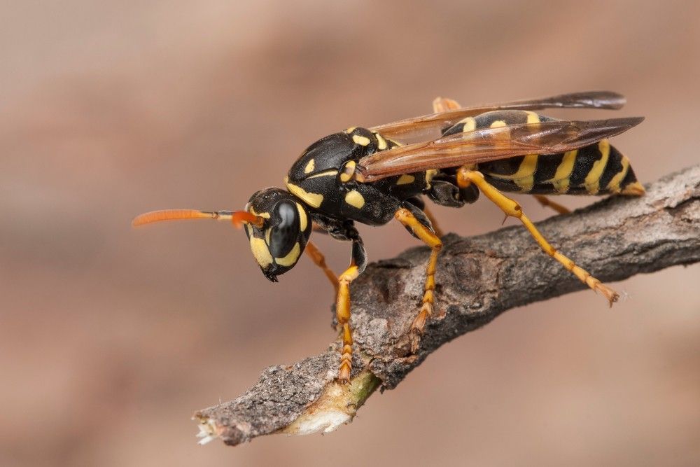 A Close Up of a Wasp Sitting on a Branch — Country to Coast Pest Control In Sawtell, NSW
