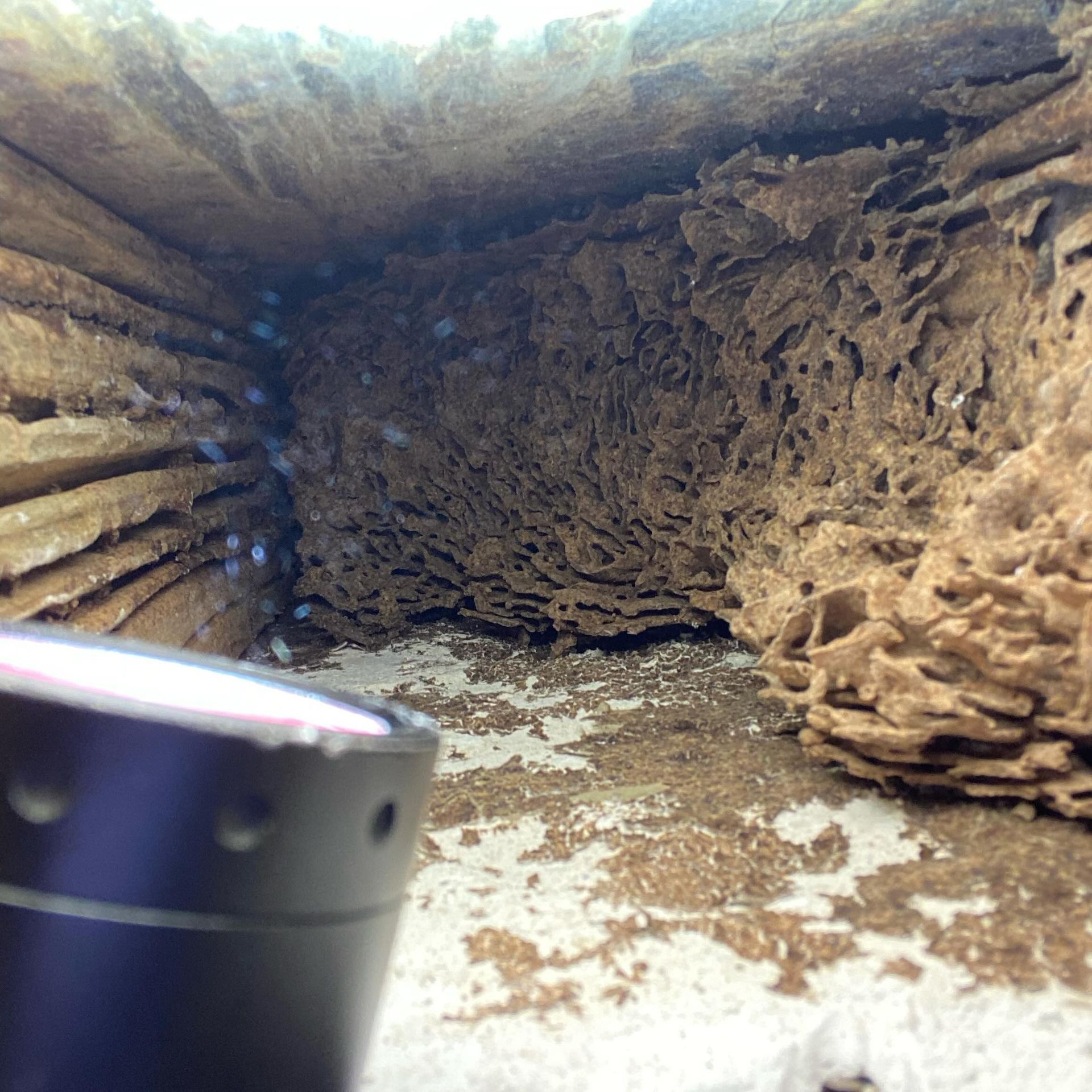 A Bucket is Sitting in Front of a Pile of Termites — Country to Coast Pest Control In Sawtell, NSW