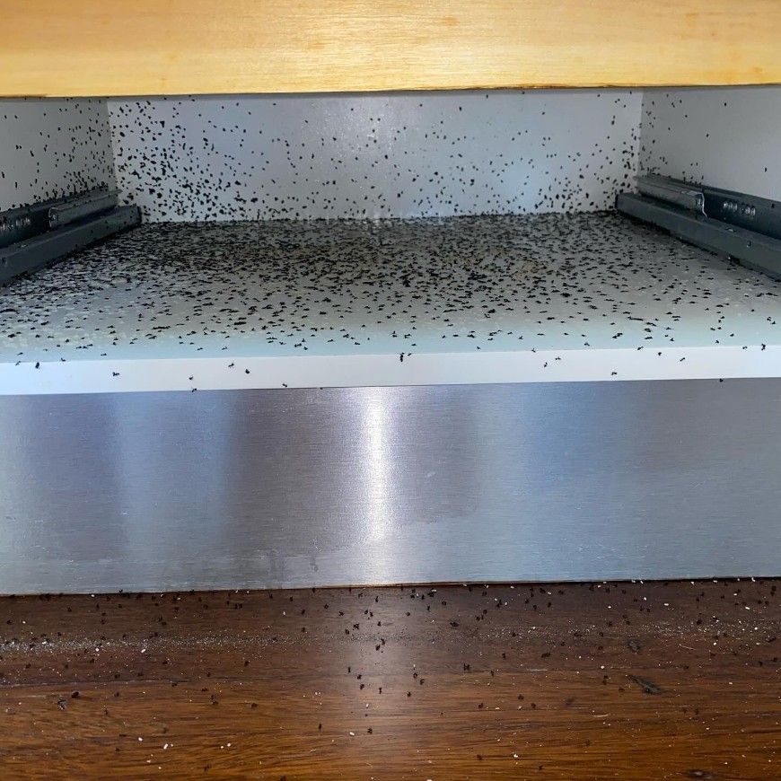 A Bunch of Bugs Are Crawling on a Wooden Floor Under a Cabinet — Country to Coast Pest Control In Sawtell, NSW
