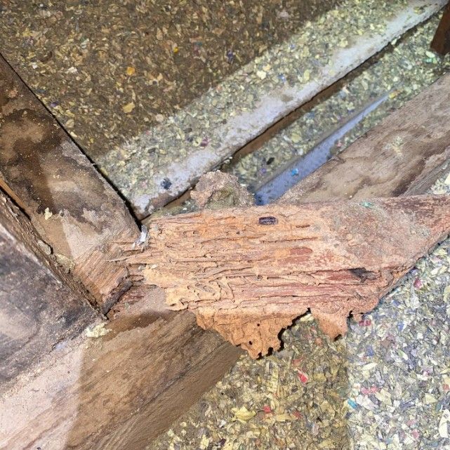A Piece of Wood is Sitting on Top of a Pile of Wood — Country to Coast Pest Control In Bellingen, NSW