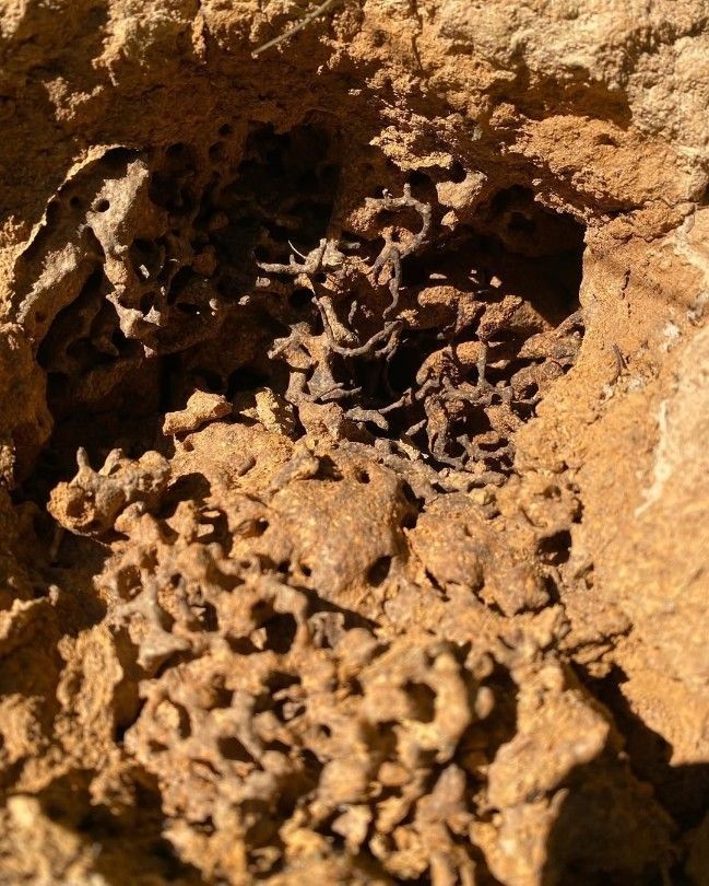 A Close Up of a Rock With a Hole in It — Country to Coast Pest Control In Sawtell, NSW