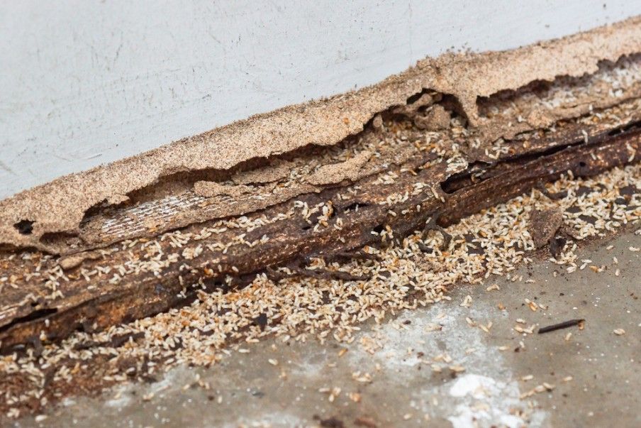 A Close Up of a Piece of Wood That Has Been Eaten by Termites — Country to Coast Pest Control In Sawtell, NSW