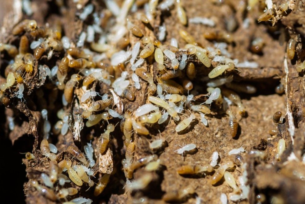 A Close Up of Termites on a Piece of Wood — Country to Coast Pest Control In Valla Beach, NSW