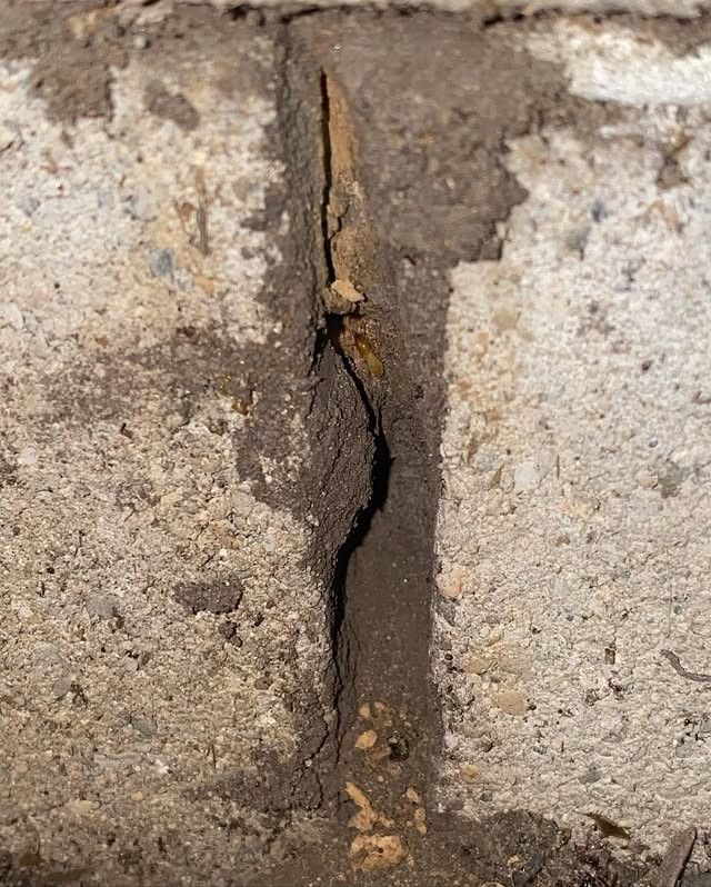 A Termite is Crawling Through a Hole in a Brick Wall — Country to Coast Pest Control In Sawtell, NSW