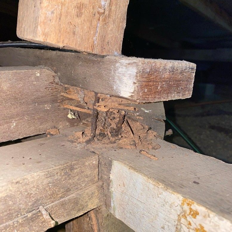 A Close Up of a Piece of Wood With a Few Pieces of Wood Missing — Country to Coast Pest Control In Valla Beach, NSW