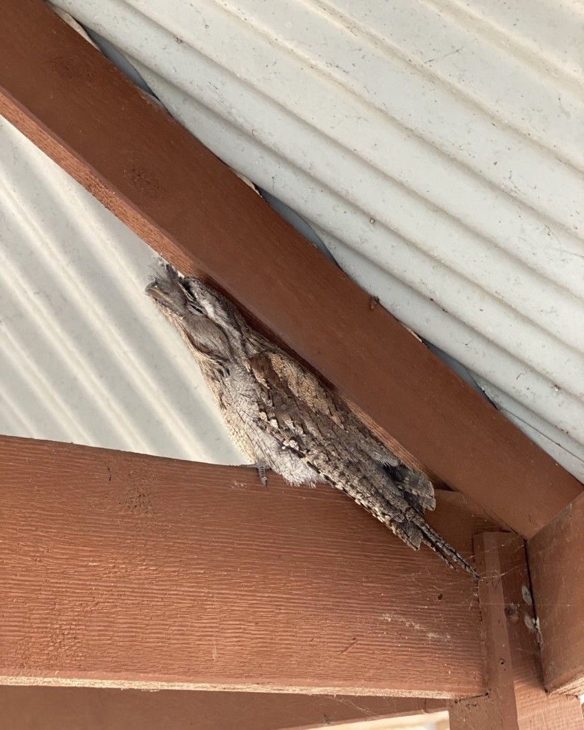 A Spider is Sitting on a Wooden Beam Under a Roof — Country to Coast Pest Control In Woolgoolga, NSW