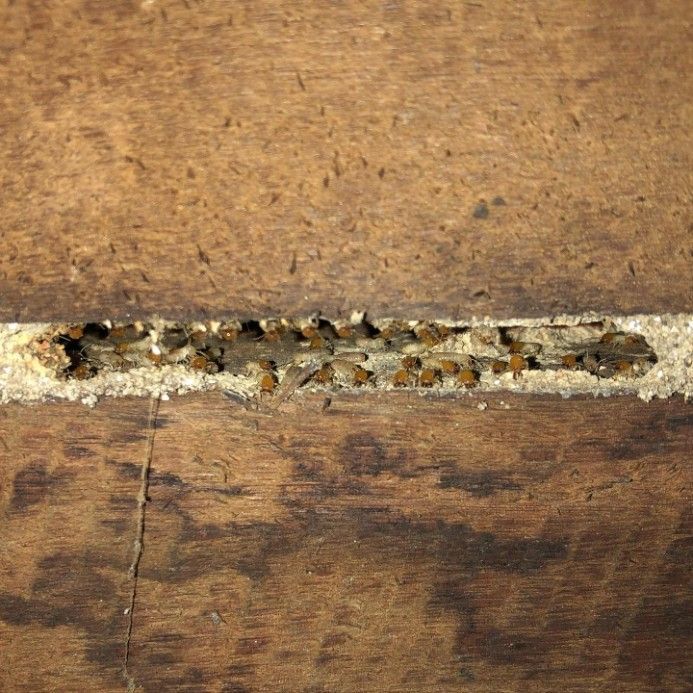 A Group of Termites Are Sitting on Top of a Pile of Dirt — Country to Coast Pest Control In Sawtell, NSW