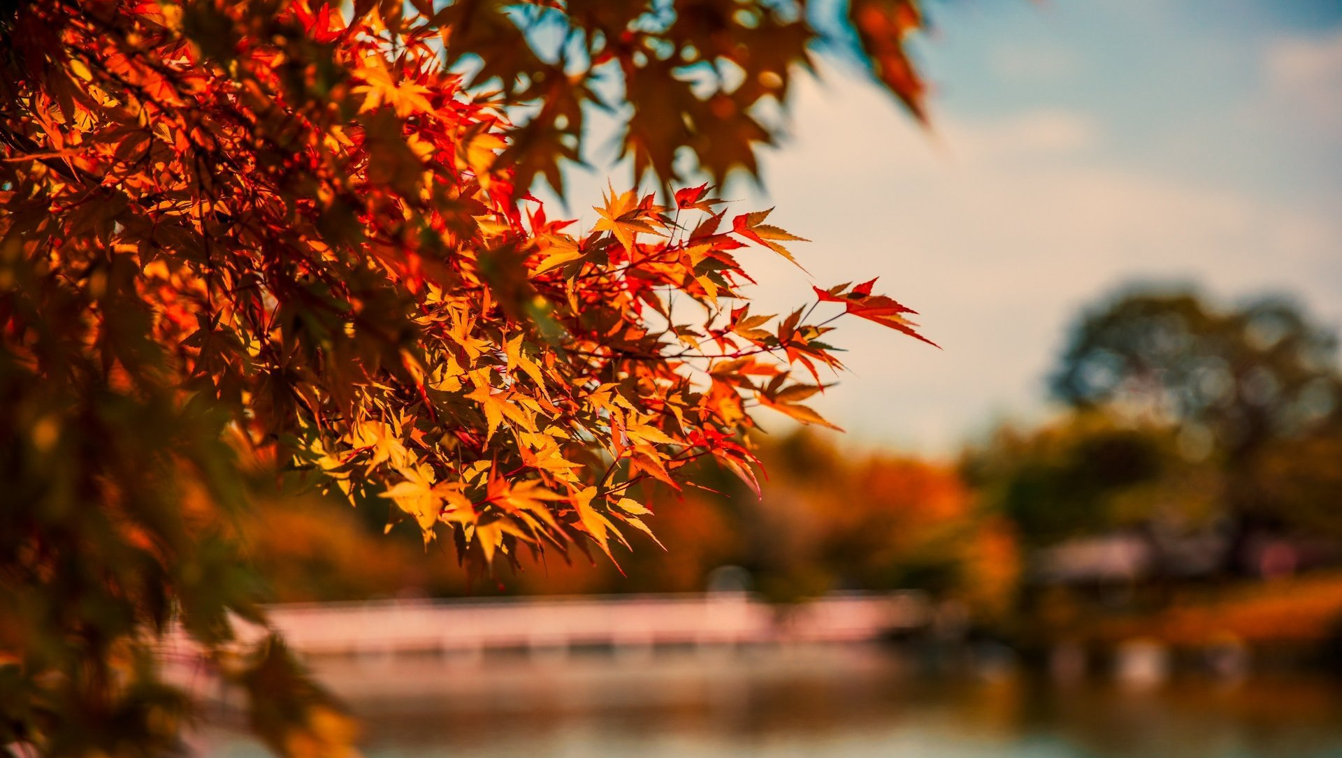 日本の秋には何をするのが最適？