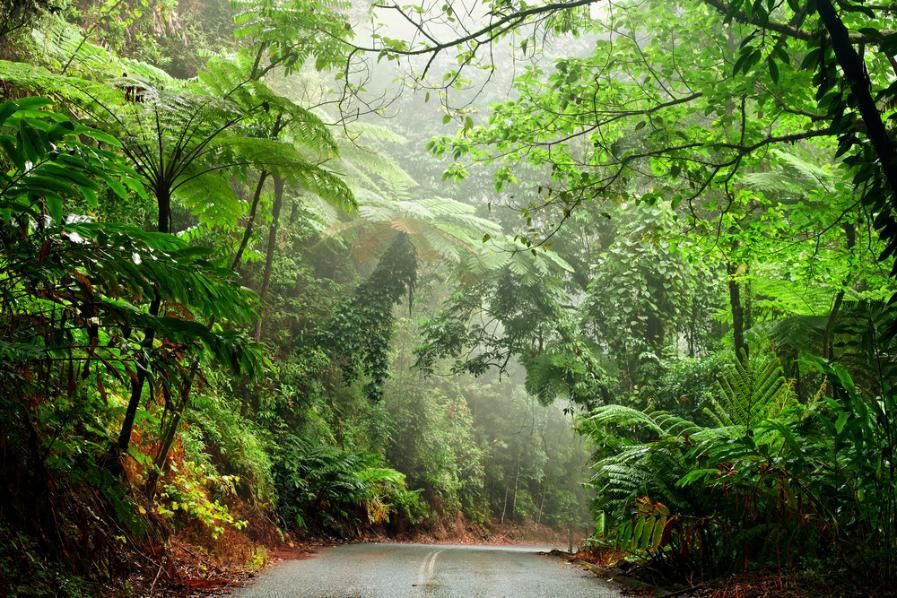 A Road Going Through a Lush Green Forest — FNQ Furniture Removals in Mossman, QLD