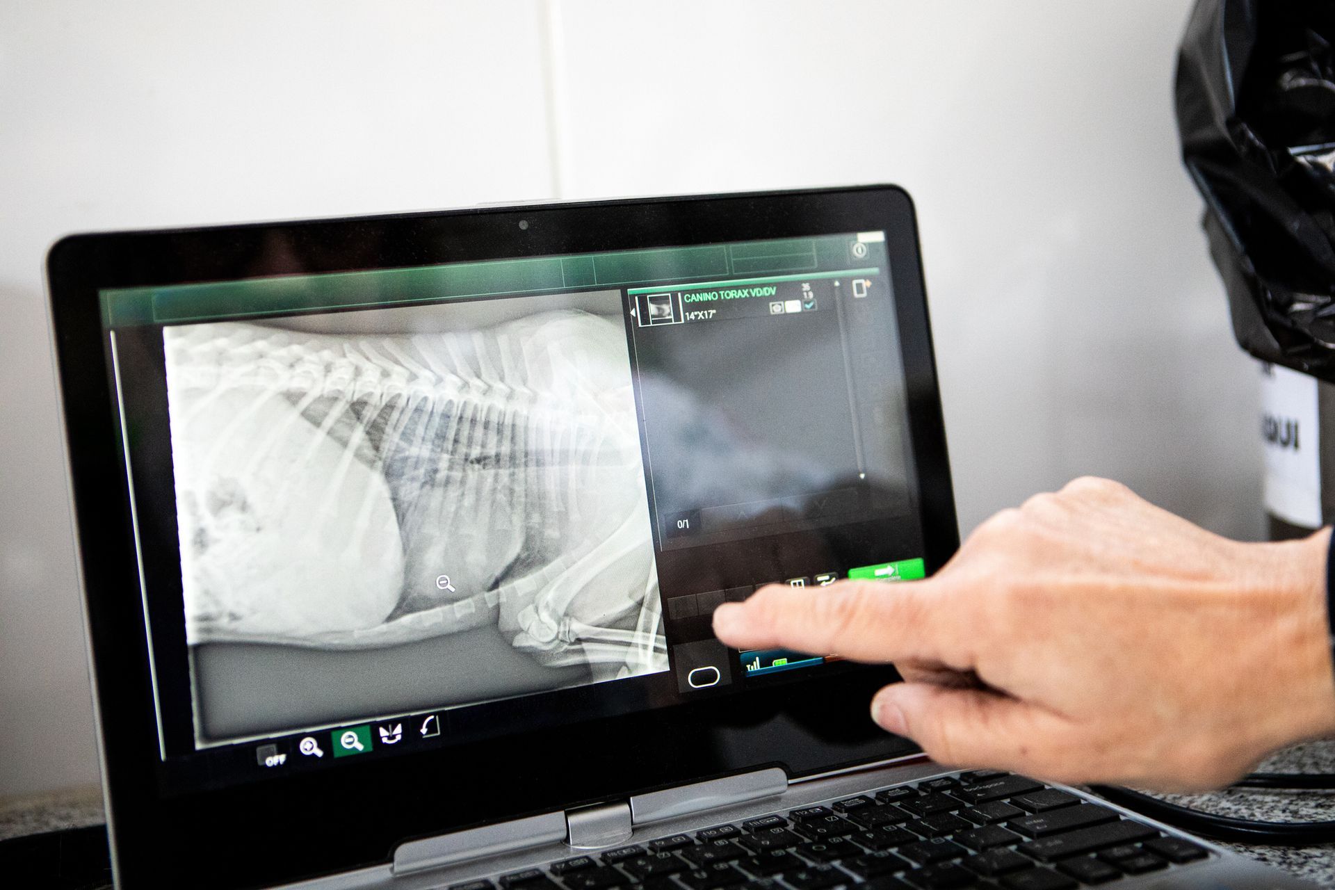 radiologia veterinaria