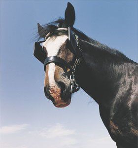 horse-care-newton-abbot-devon-paws-&-hooves-horse