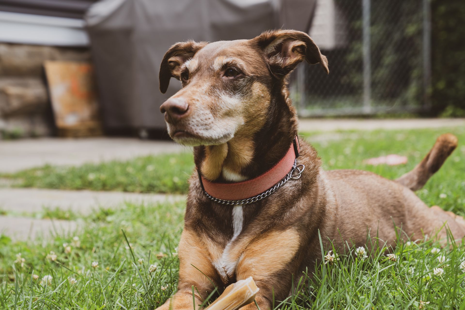 A brown dog is laying in the grass with a bone in its paws.