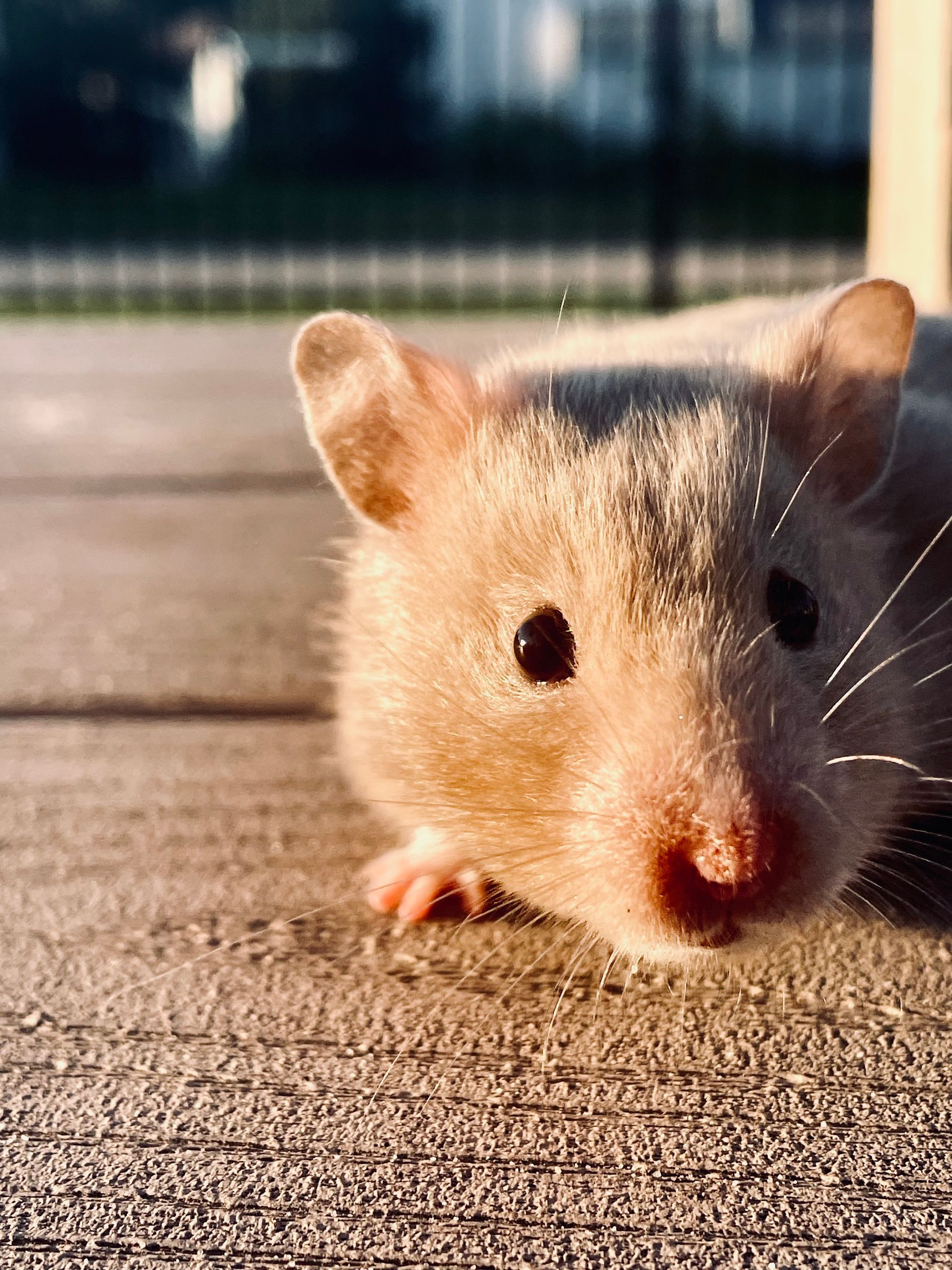 A close up of a hamster laying on the ground looking at the camera.