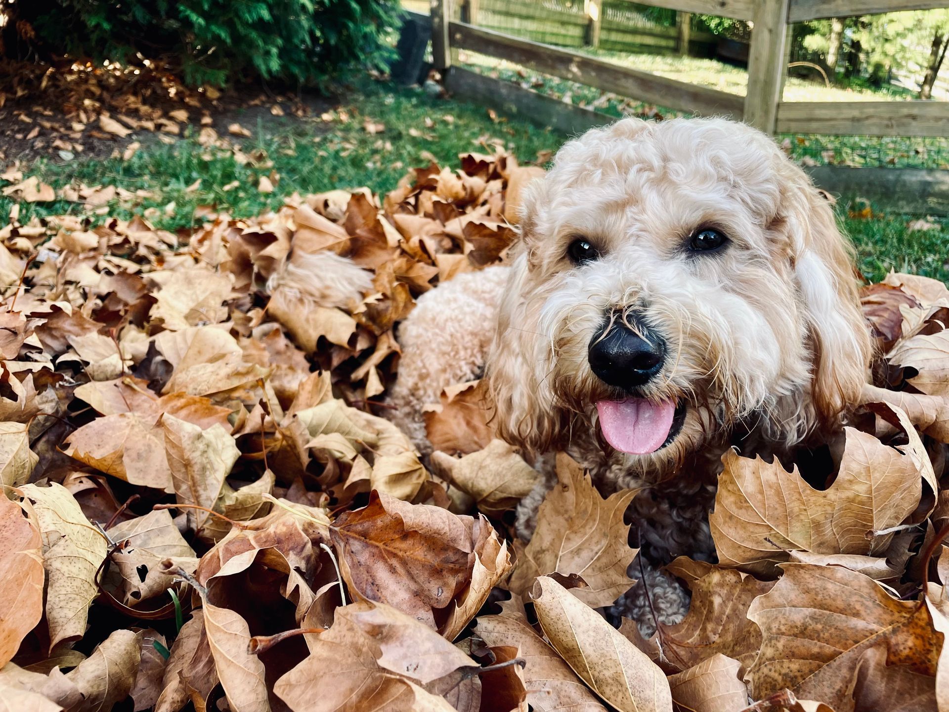 A small dog is laying in a pile of leaves.