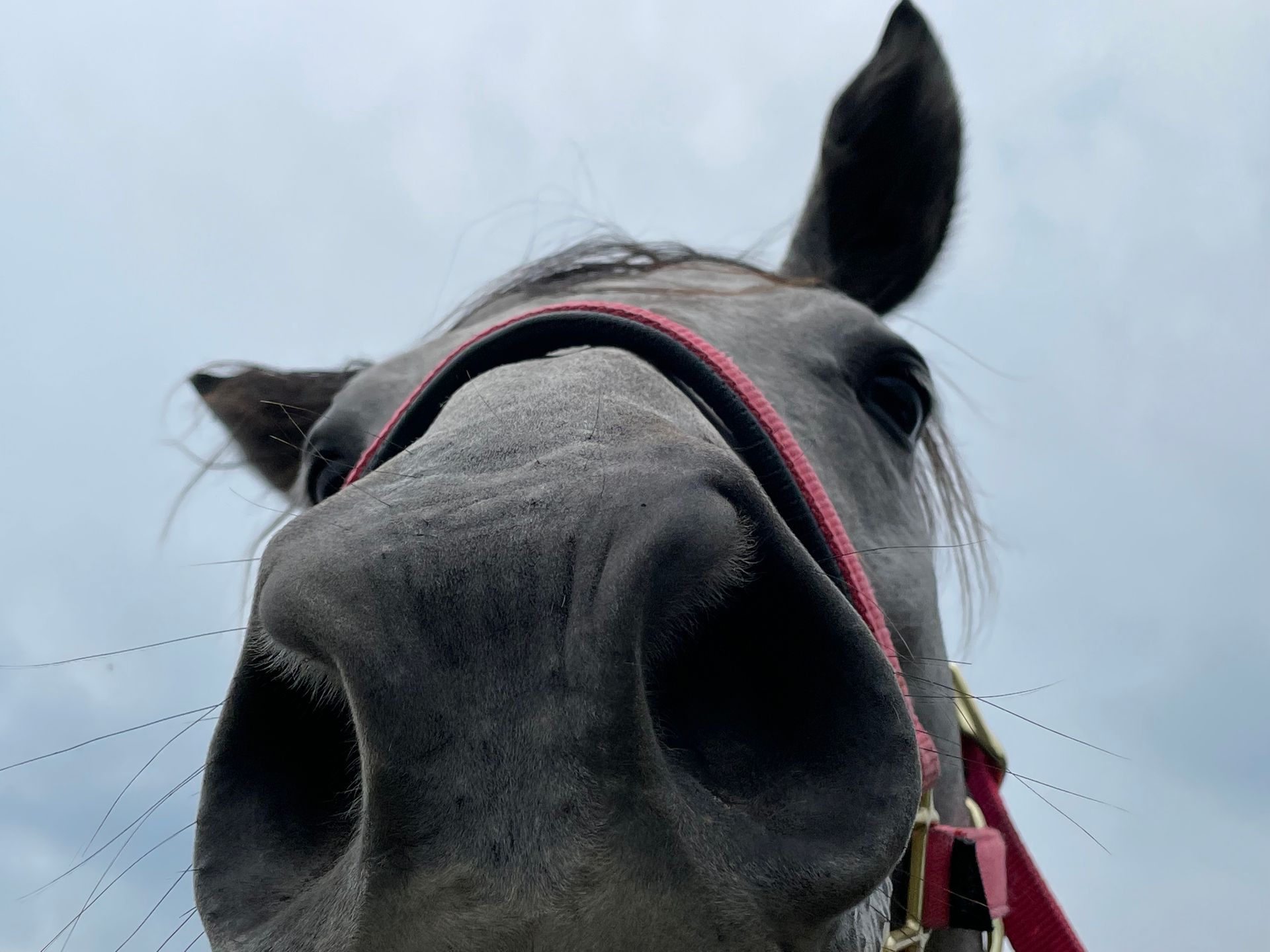 A close up of a horse 's nose with a red bridle
