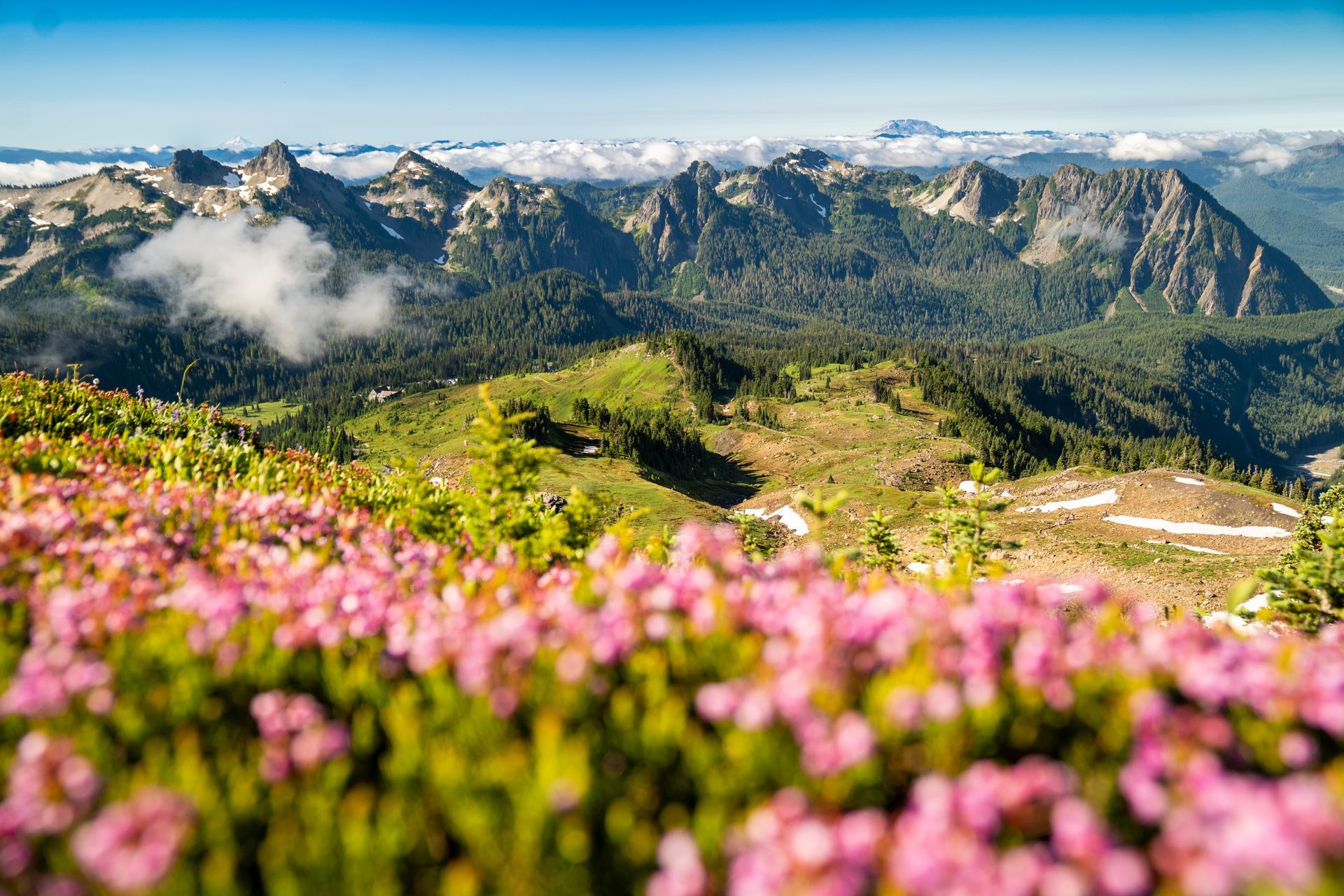 A bunch of pink flowers are growing on top of a mountain.
