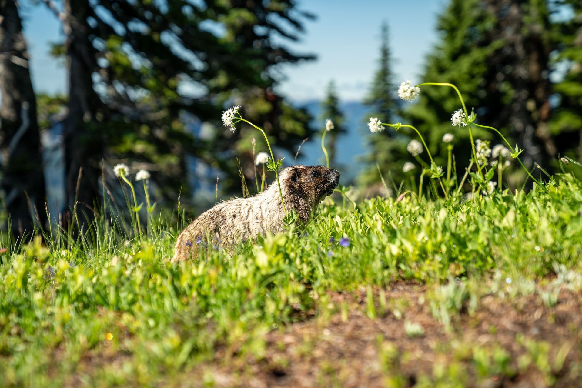 A marmot is sitting in the grass on top of a hill.
