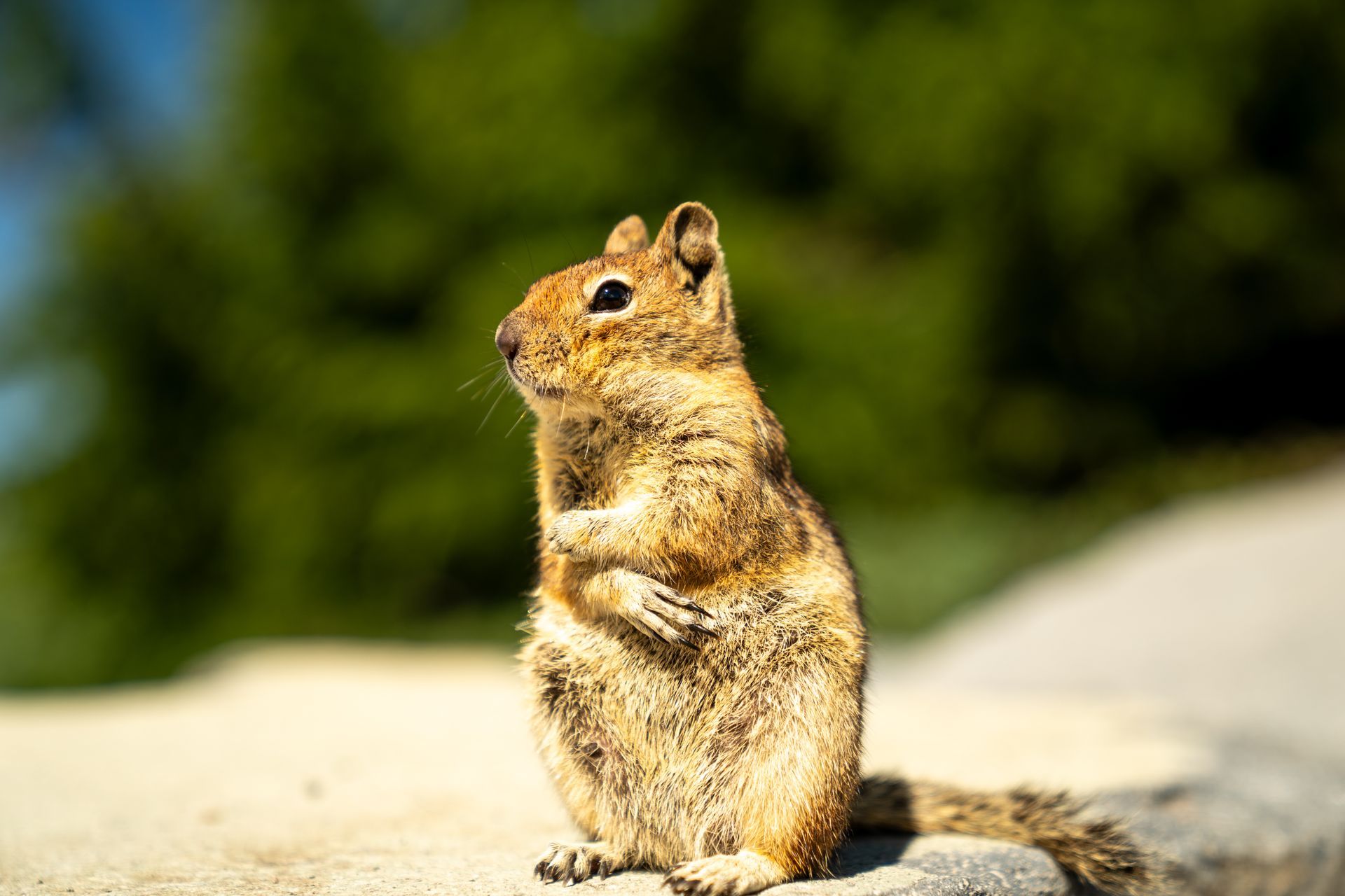 A chipmunk is sitting on a rock and looking at the camera.