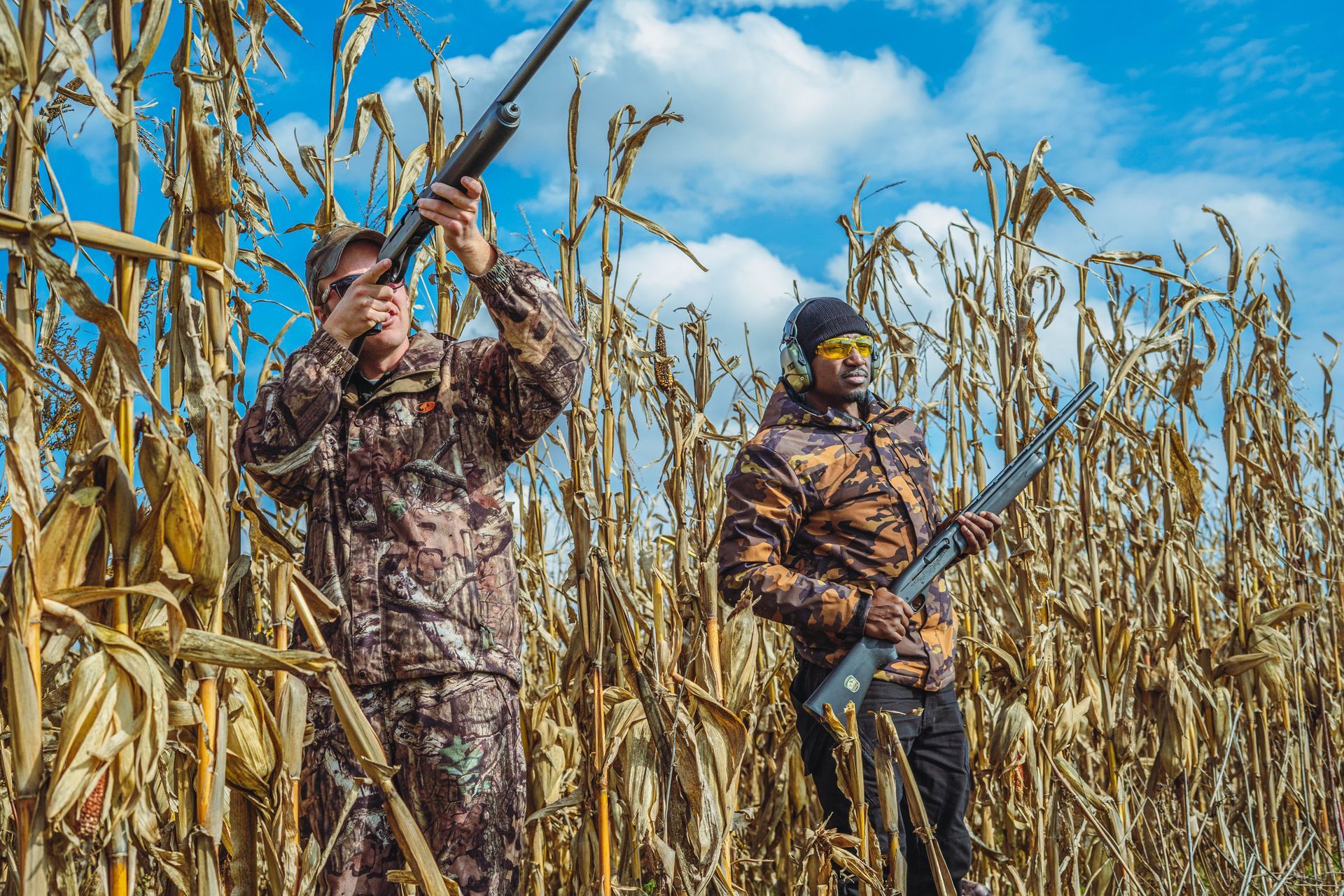 Two men are standing in a corn field holding shotguns.