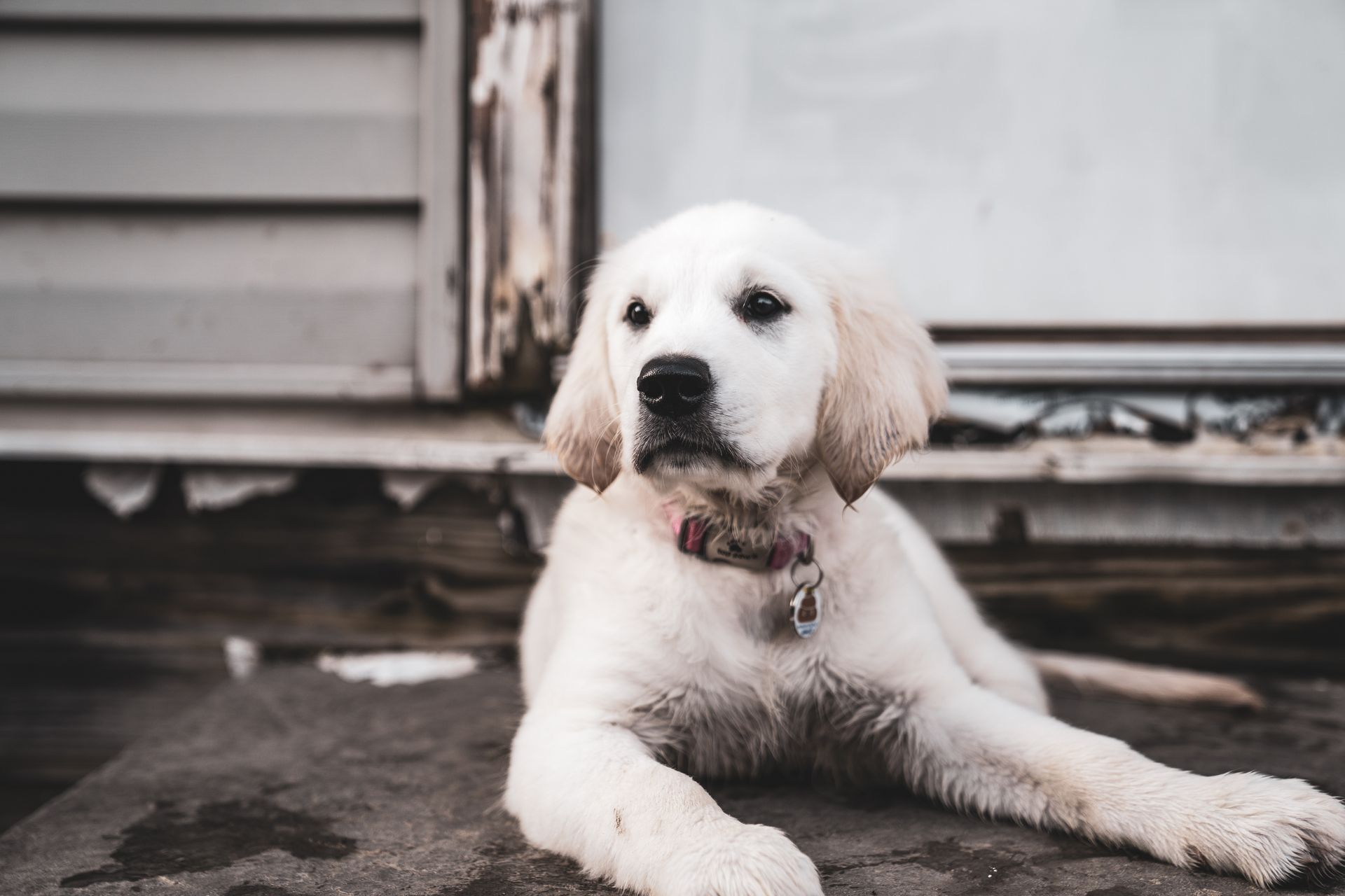 A white puppy is laying on the ground in front of a building.