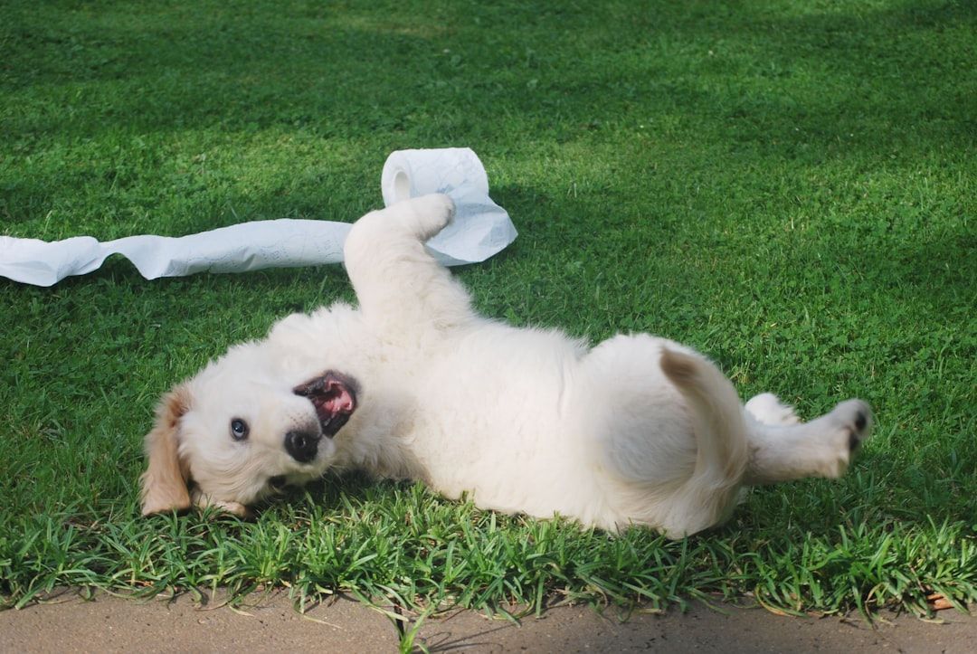 happy dog playing in clean backyard - clean up dog poop