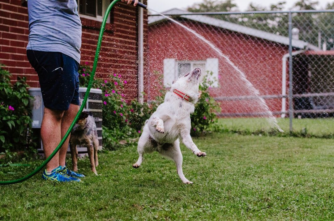 happy dog playing in clean yard - pet poop cleaning services