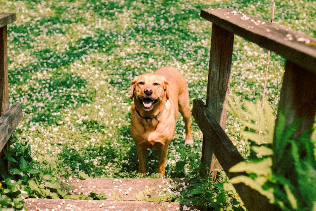happy-dog-in-clean-yard - garden poop scoop