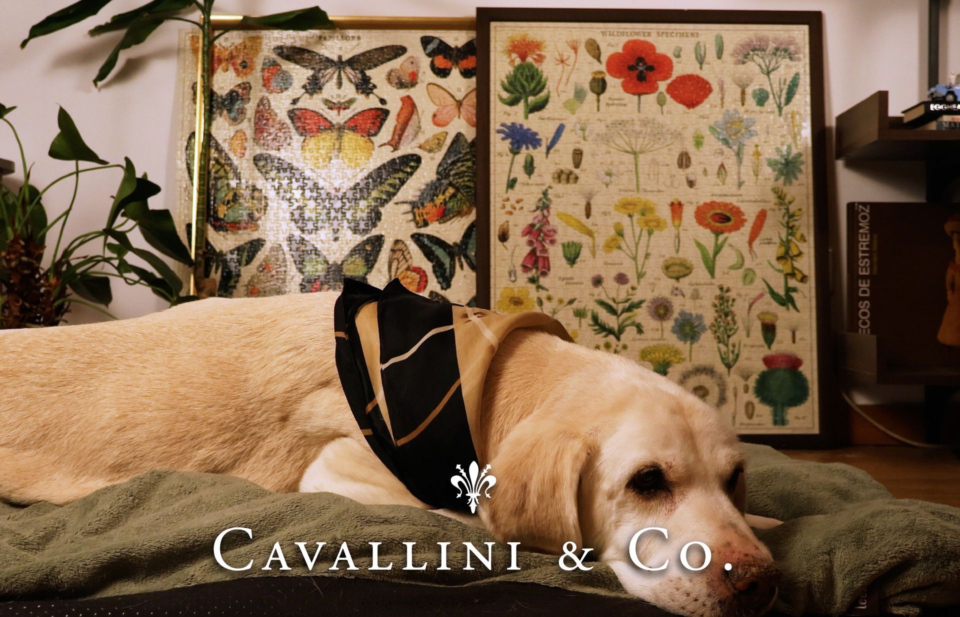 Cavallini na SIC NOTICIAS