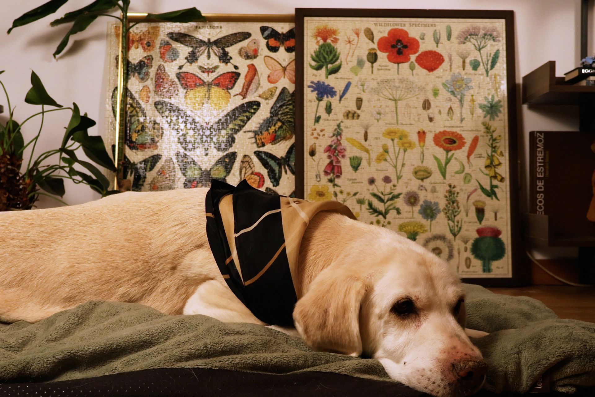 A Cavallini está na Sic Notícias e nos cinemas