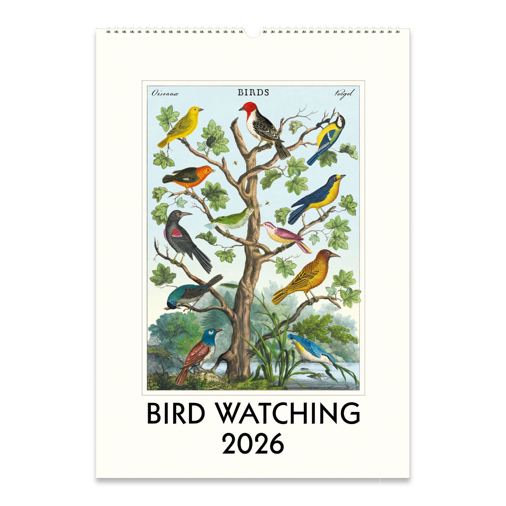 Calendário de Parede Cavallini Bird Watching 2026