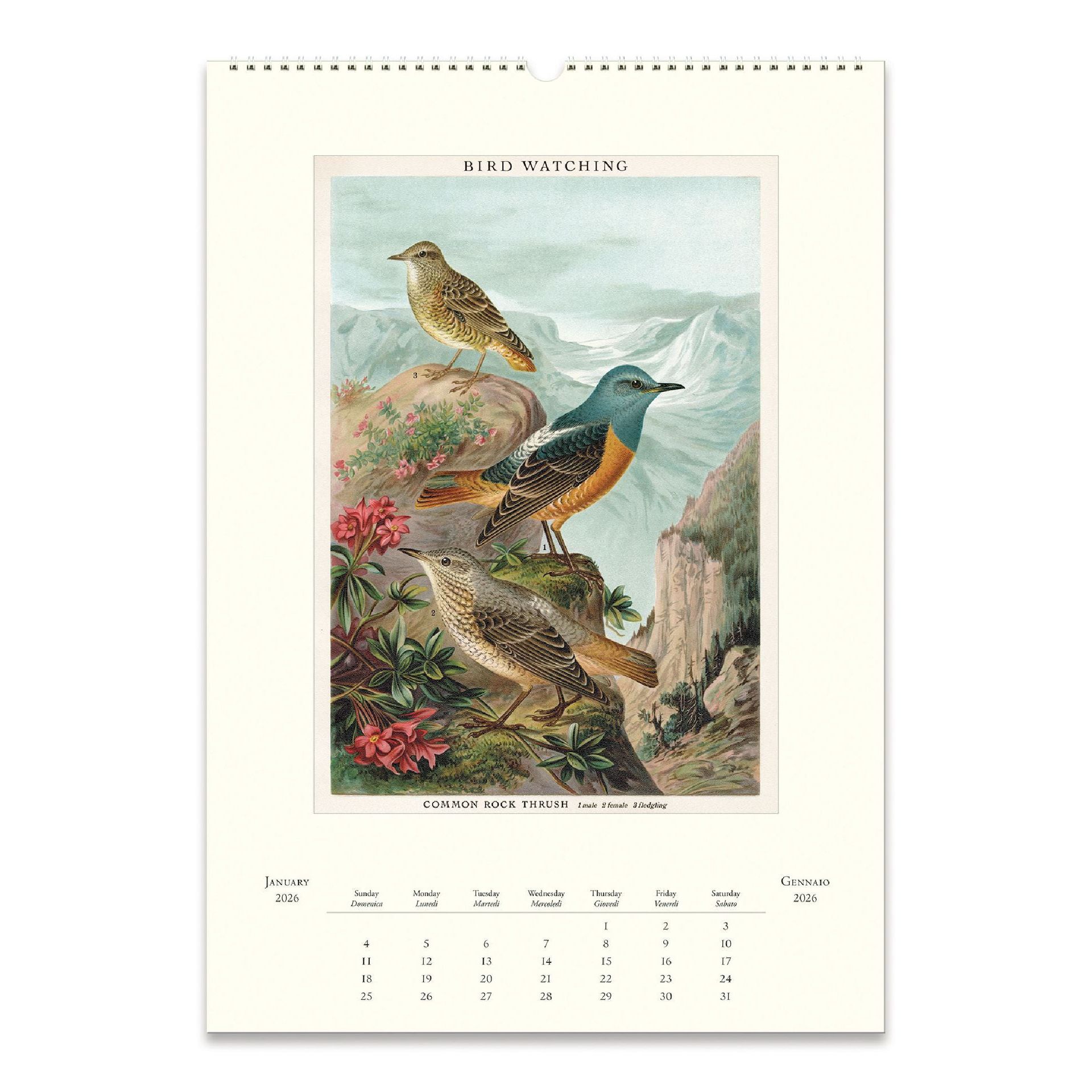 Calendário de Parede Cavallini Bird Watching 2026